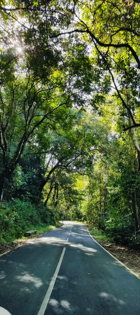 Scenic Evergreen Canopy Road in Angamoozhy