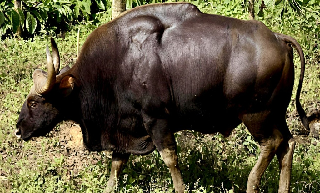 Majestic Wild Indian Gaur / Bison encountered on Angamoozhy Trail