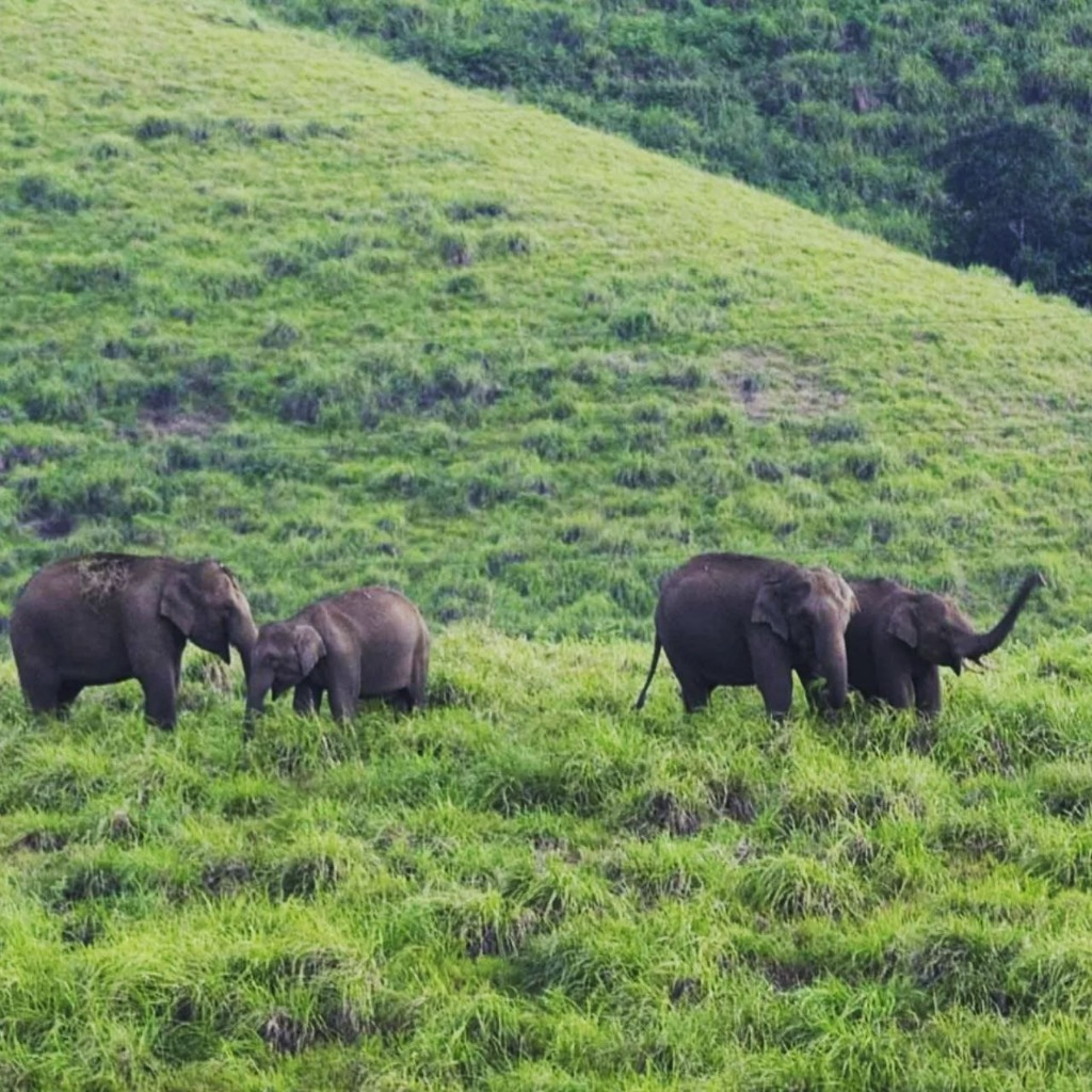 Gavi Jungle Safari