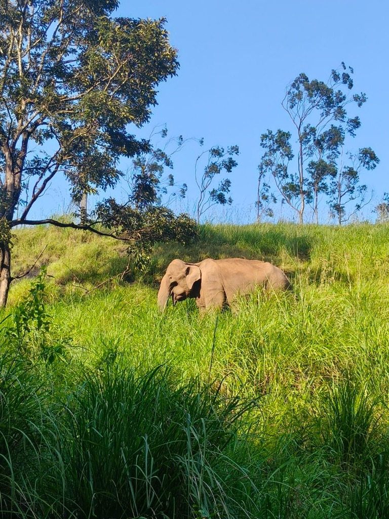 Asian Elephant in Gavi Periyar Jungle