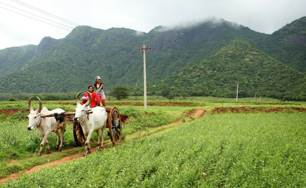 Thekkady Full-Day Plantation & Wildlife Combo