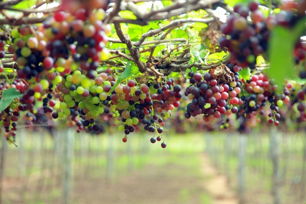 Kerala Tamil Nadu Sightseeing Tour - Grape Farms & Viewpoints
