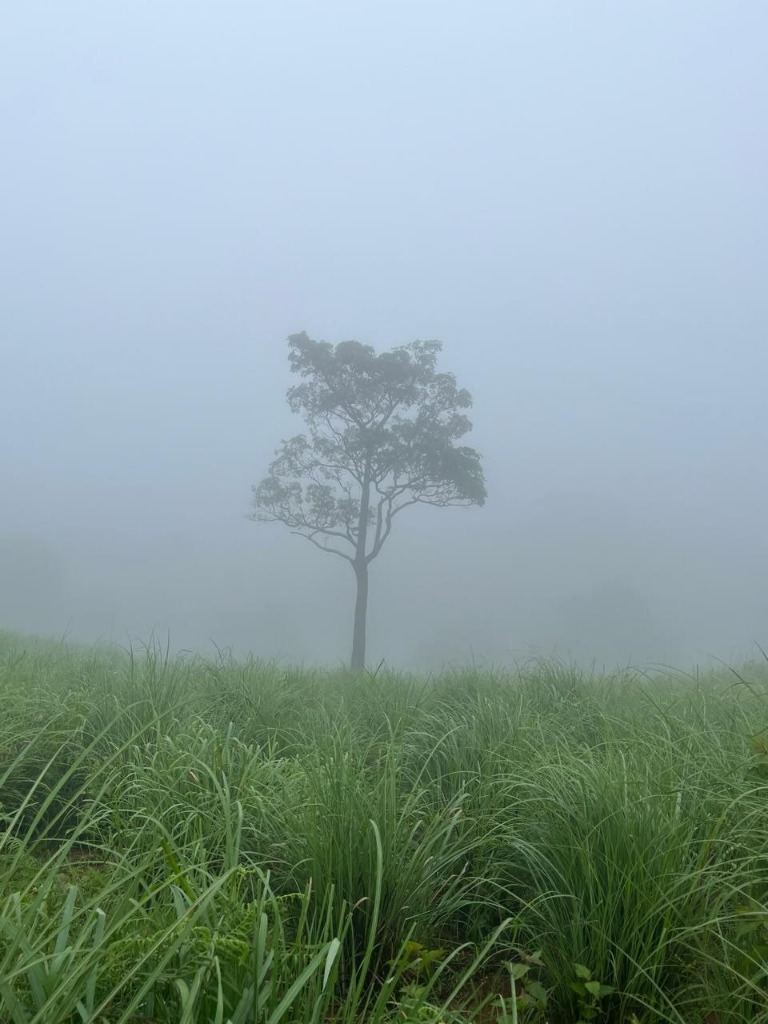 Iconic Solitary Tree in Sathram Fog and Mist