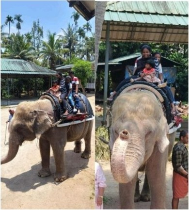 Elephant Safari Ride with Real Travelers in Thekkady