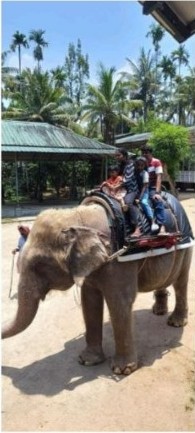 Traditional Elephant Photo Session