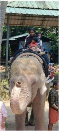 Half Day Premium Elephant Package